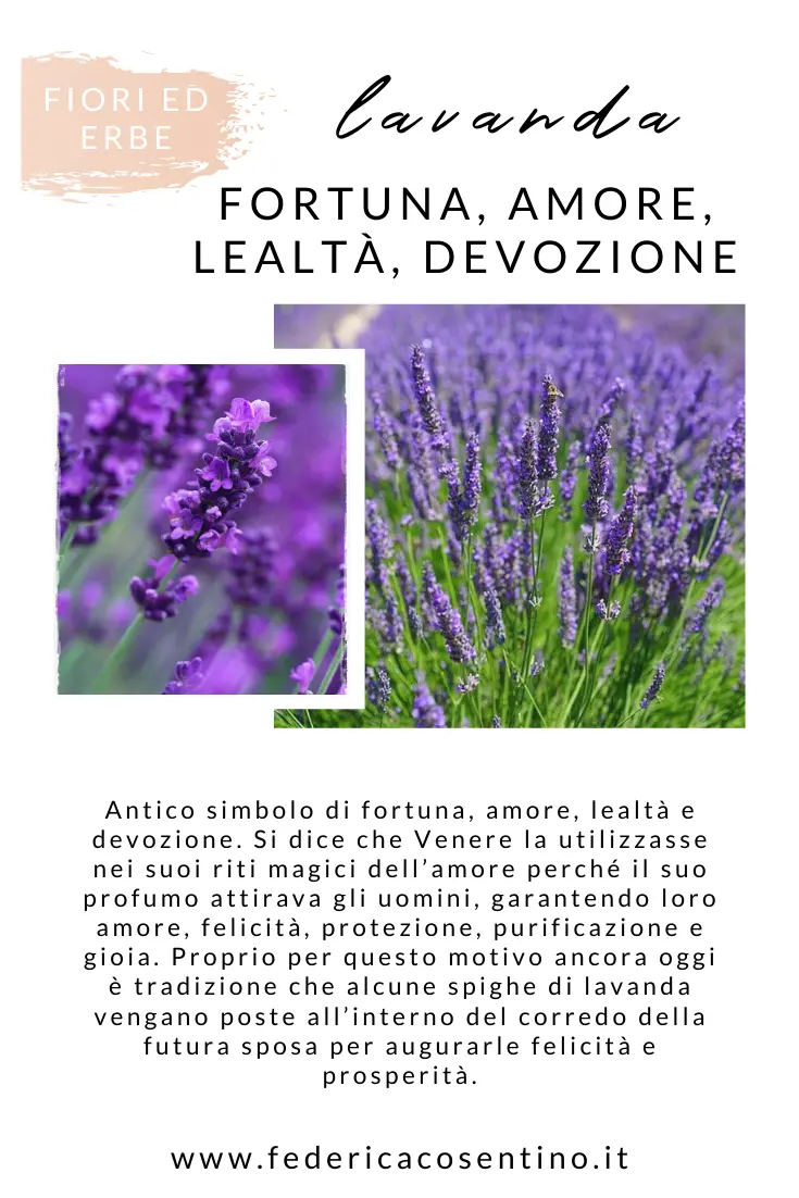 Lavanda fiore significato: scopri il significato del profumo di lavanda e del sogno di lavanda - Cosa vuol dire sognare la lavanda lavanda fiore significato - Cosa vuol dire sognare la lavanda