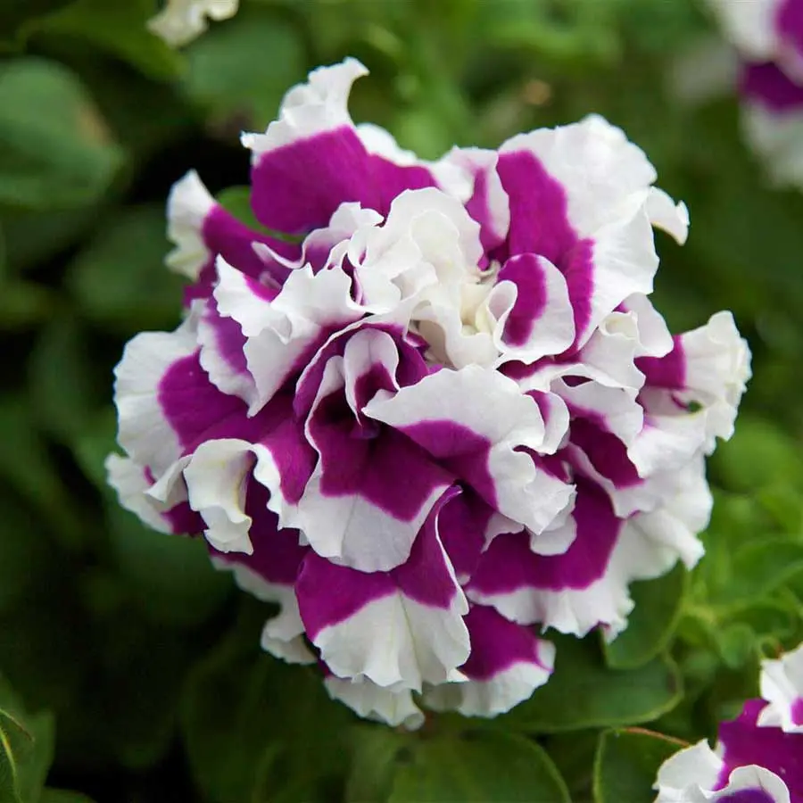 Viridea fiore: il posto ideale per piante e giardinaggio