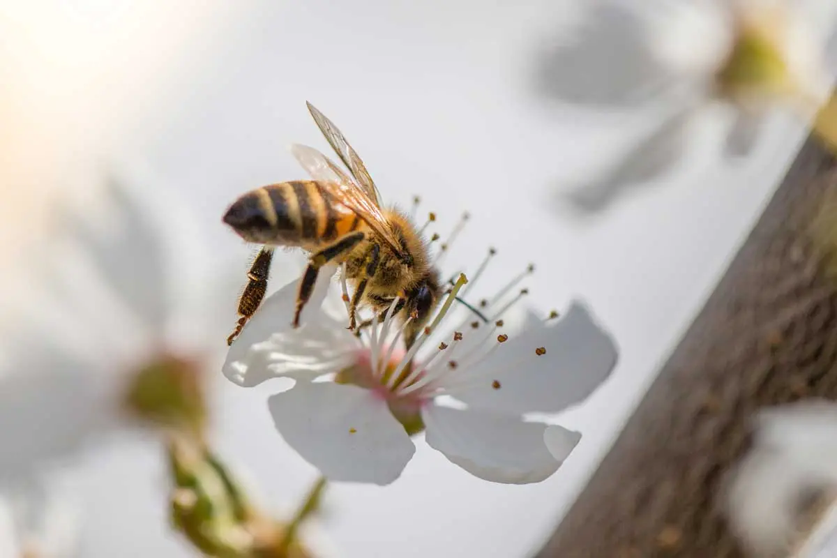 Nettare dei fiori: una dolce ricompensa per le api - Dov'è il nettare dei fiori nettare dei fiori - Dov'è il nettare dei fiori