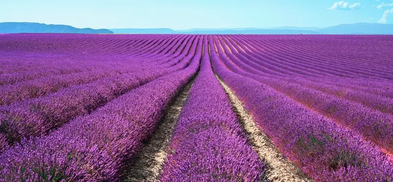 Quando fiorisce la lavanda in Provenza - Dove andare a vedere i campi di lavanda in Provenza quando fiorisce la lavanda in provenza - Dove andare a vedere i campi di lavanda in Provenza
