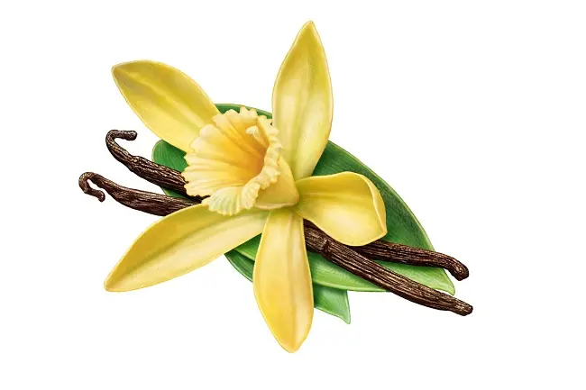 Fiore di Vaniglia: Un'Esperienza Sensoriale Unica - Dove coltivare vaniglia fiore di vaniglia - Dove coltivare vaniglia