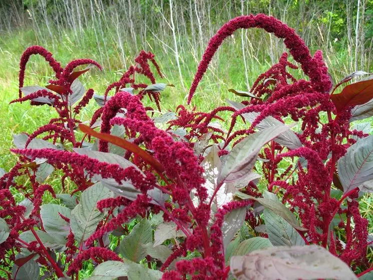 Amaranta Fiore: La bellezza e la simbologia del fiore amaranto - Dove cresce l'amaranto amaranta fiore - Dove cresce l'amaranto