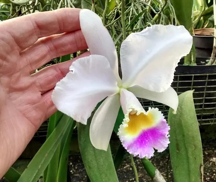 Fiore Cataleya: Tutto ciò che devi sapere su questa bellissima pianta - Dove cresce la Cattleya fiore cataleya - Dove cresce la Cattleya