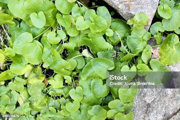centella asiatica fiori - Dove cresce la centella asiatica