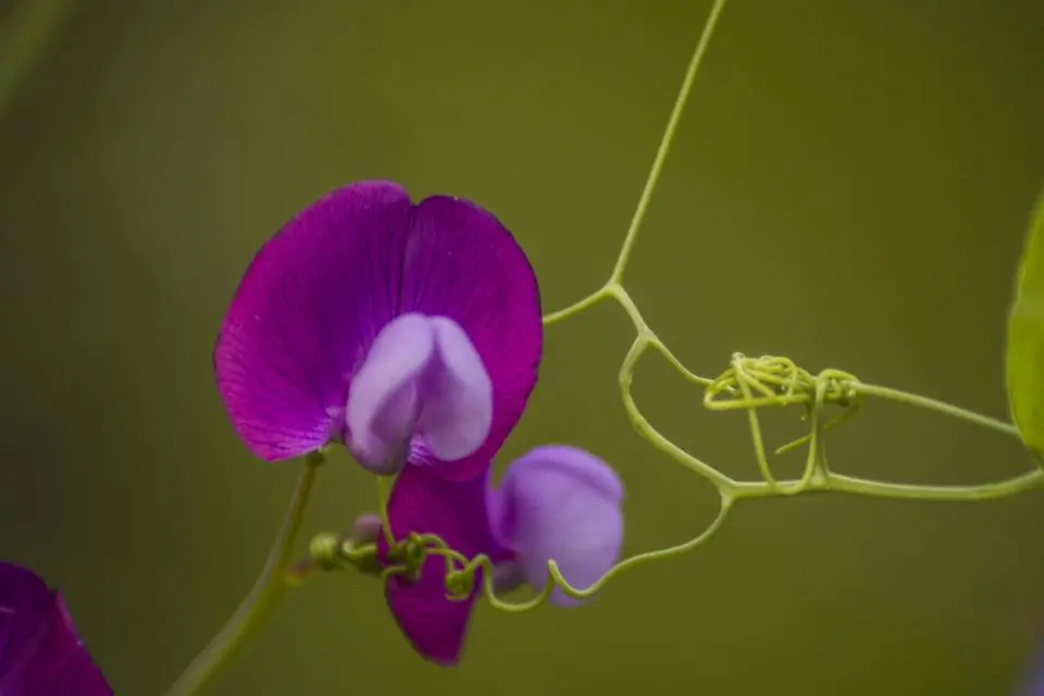 Cicerchie Fiori: La Pianta Perenne dalle Proprietà Nutrizionali Straordinarie - Dove cresce la cicerchia cicerchie fiori - Dove cresce la cicerchia