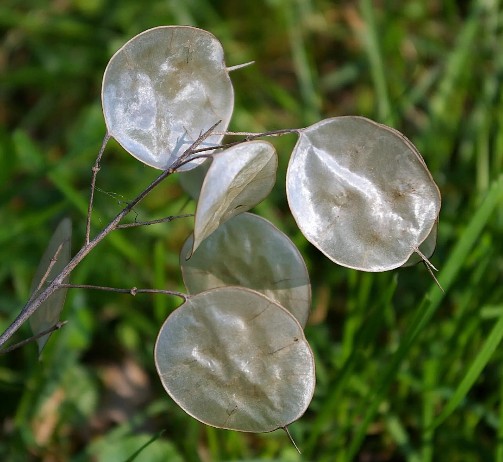 fiori del papa - Dove cresce la Lunaria
