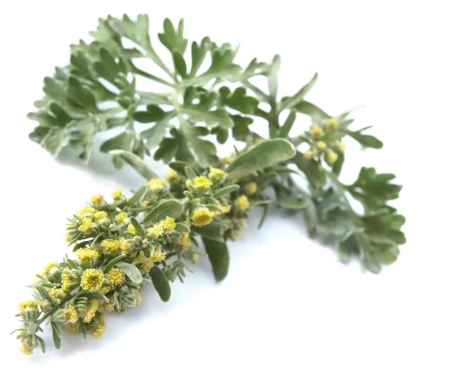 Fiori Assenzio Pianta: Caratteristiche, Coltivazione e Utilizzi - Dove cresce la pianta di assenzio fiori assenzio pianta - Dove cresce la pianta di assenzio