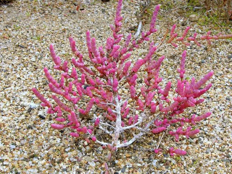 Salicornia Fiori: la pianta spontanea che cresce lungo le coste italiane - Dove cresce la salicornia in Italia salicornia fiori - Dove cresce la salicornia in Italia