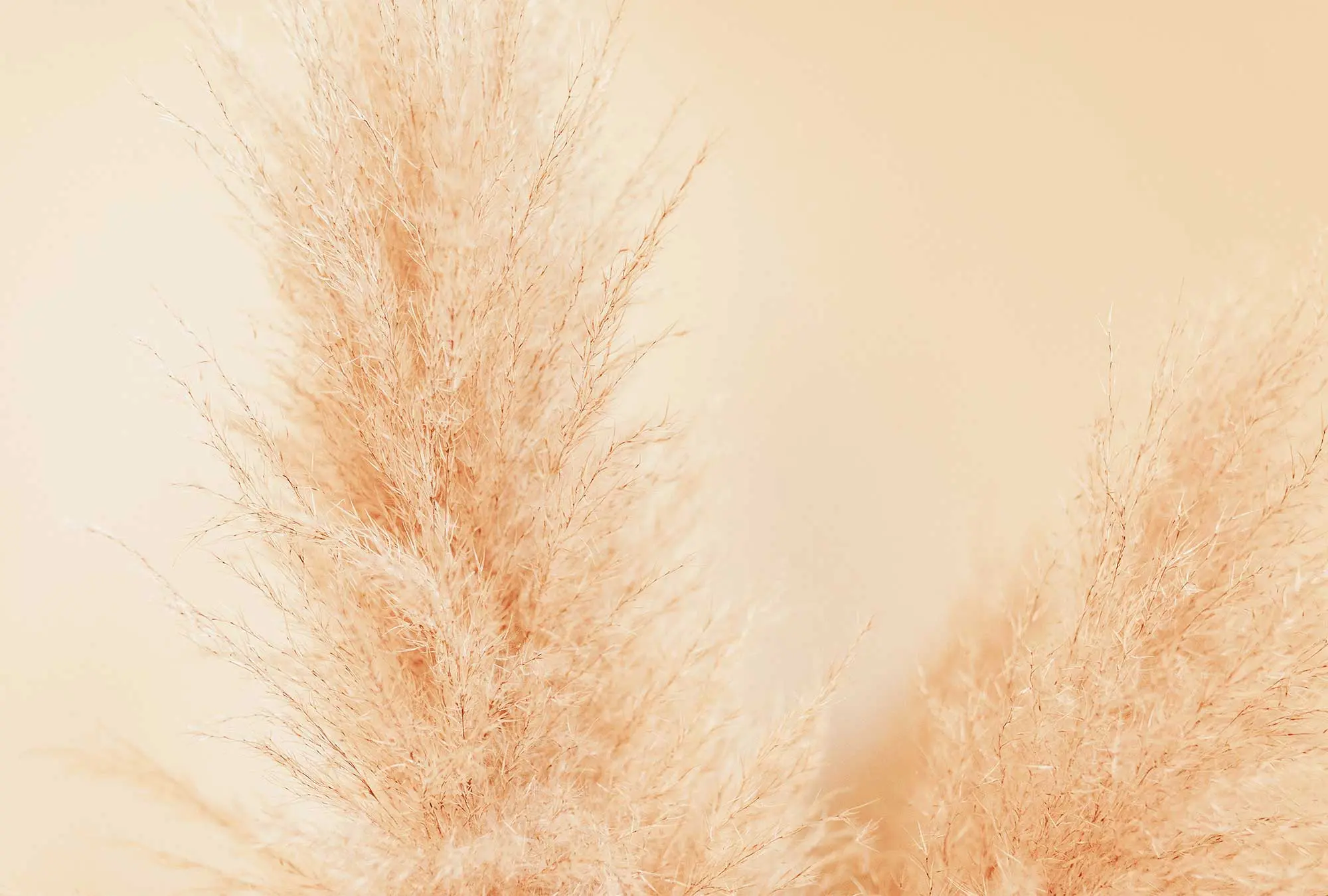 Pampas Fiori Secchi: Un'aggiunta sofisticata alla tua decorazione d'interni - Dove mettere i Pampas pampas fiori secchi - Dove mettere i Pampas