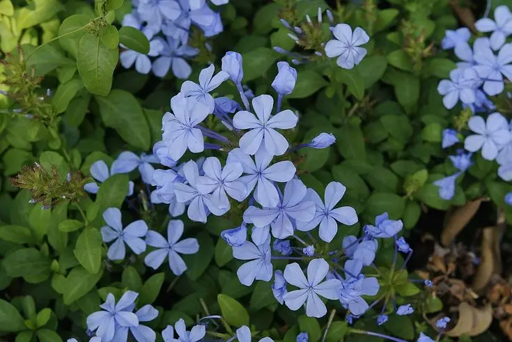 plumbago fiori - Dove mettere il Plumbago