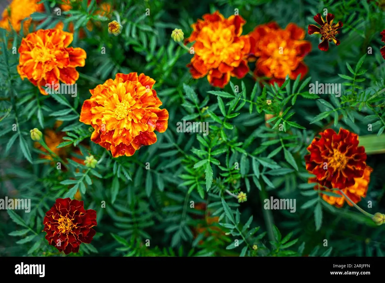 Tagetes fiore: la pianta perfetta per il tuo giardino - Dove mettere il Tagete tagetes fiore - Dove mettere il Tagete