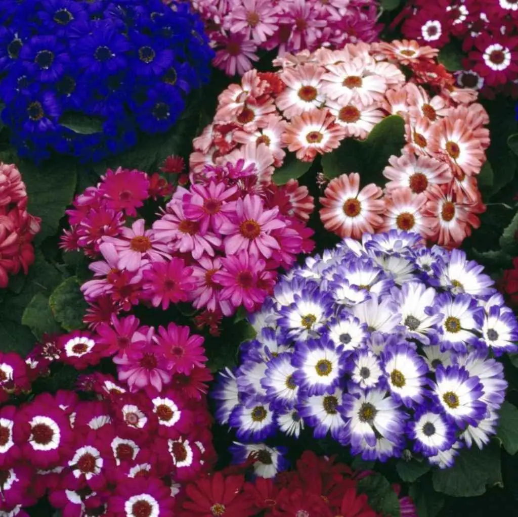 Cinerarie Fiori: La scelta perfetta per decorare il tuo giardino - Dove mettere la Cineraria cinerarie fiori - Dove mettere la Cineraria