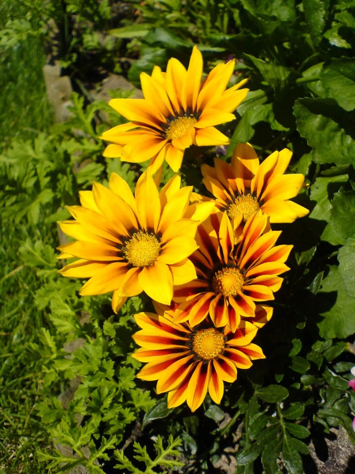Gazania Fiore: Una guida completa sulla coltivazione e cura - Dove mettere la Gazania in inverno gazania fiore - Dove mettere la Gazania in inverno