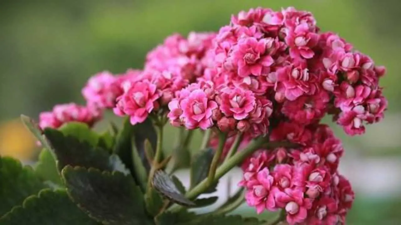 Kalanchoe non fiorisce: cause e soluzioni - Dove mettere la kalanchoe d'inverno kalanchoe non fiorisce - Dove mettere la kalanchoe d'inverno