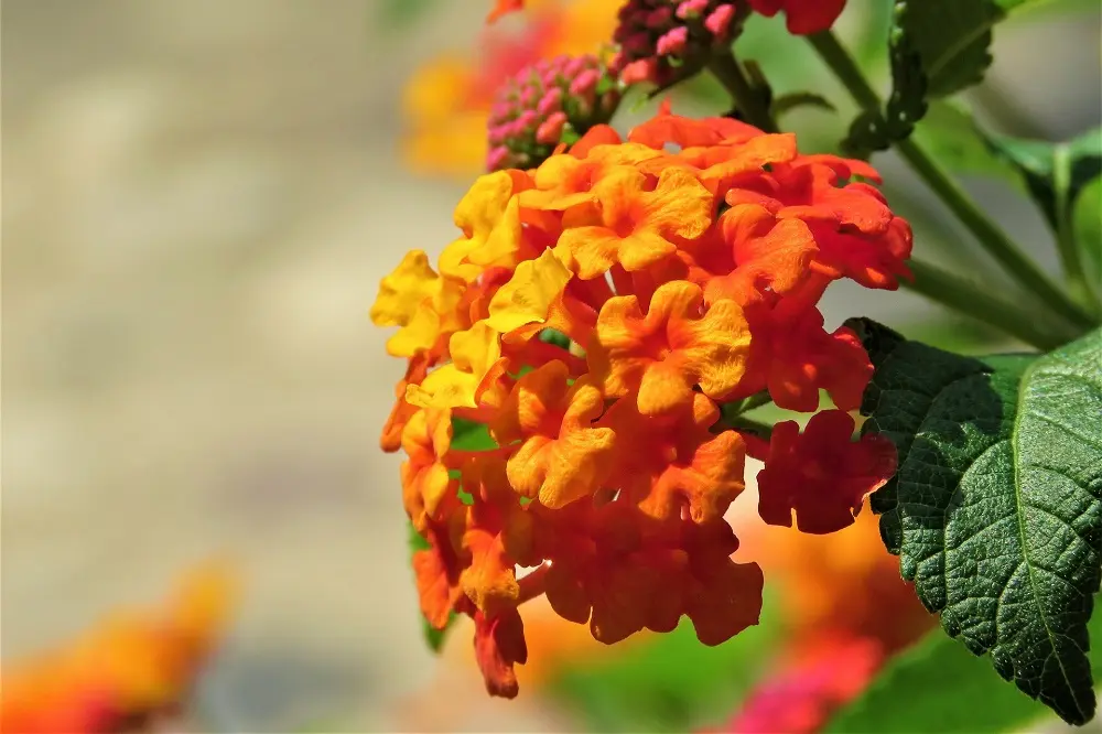 lantana fiore - Dove mettere la lantana in inverno