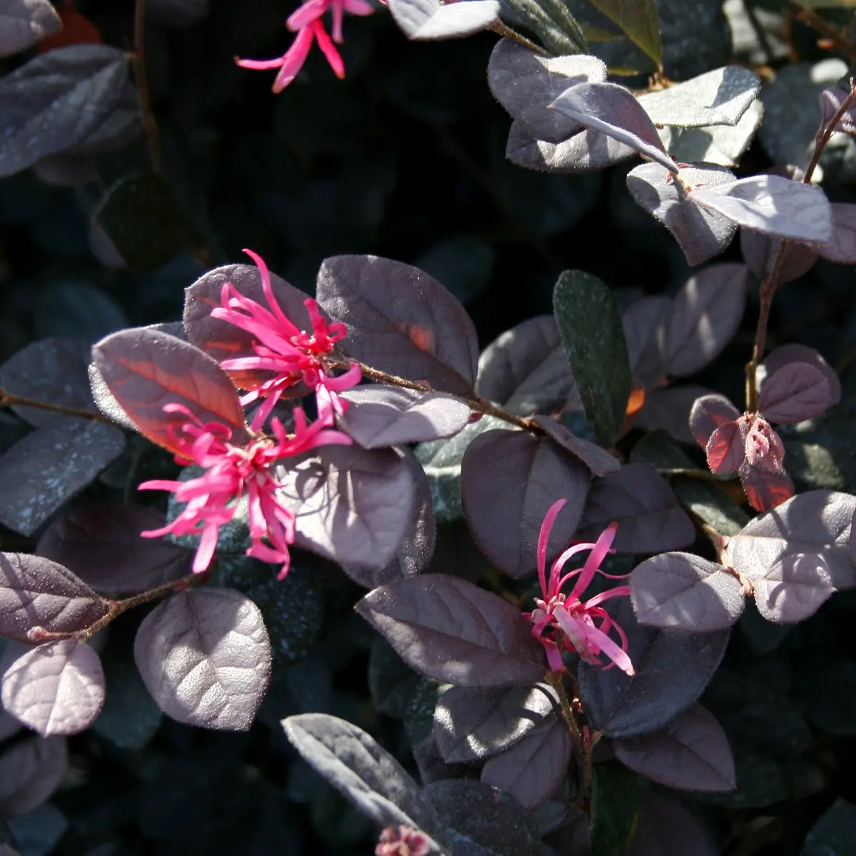 Loropetalum fiore: un arbusto sempreverde di grande bellezza - Dove mettere Loropetalum loropetalum fiore - Dove mettere Loropetalum