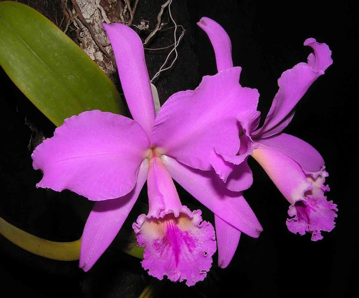 Cattleya Fiore: La Bellezza delle Orchidee - Dove nasce il fiore Cattleya cattleya fiore - Dove nasce il fiore Cattleya