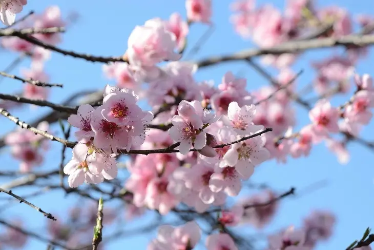 Dove piantare l'albero fiore di pesco: un tocco di bellezza per il tuo giardino - Dove piantare albero di pesco albero fiore di pesco - Dove piantare albero di pesco