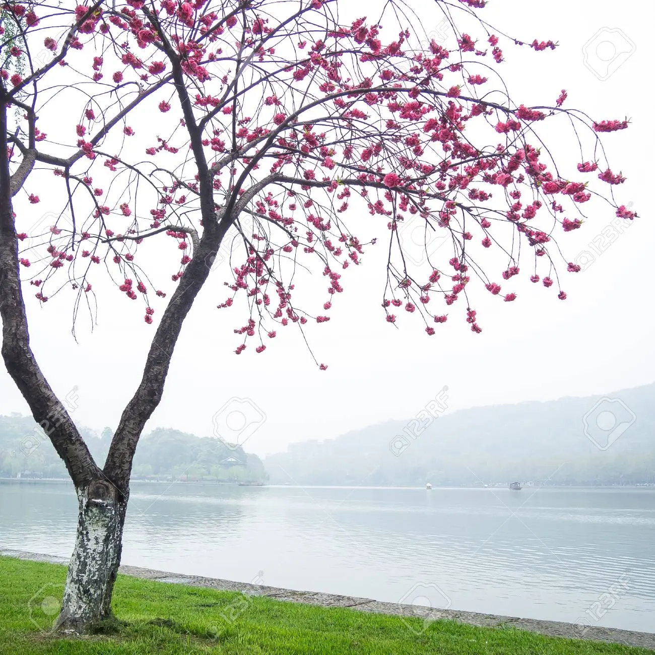 Dove piantare l'albero fiore di pesco: un tocco di bellezza per il tuo giardino