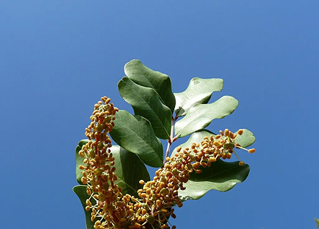 Carrubo Fiori: La scelta perfetta per le tue esigenze floreali - Dove piantare il carrubo carrubo fiori - Dove piantare il carrubo