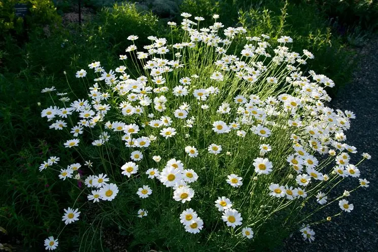 Fiori di Piretro: La scelta perfetta per il tuo giardino - Dove piantare il piretro nell'orto fiori di piretro - Dove piantare il piretro nell'orto