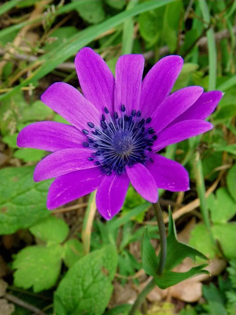 Anemone Fior di Stella: La Fioritura Stellare del Giardino - Dove piantare l'Anemone anemone fior di stella - Dove piantare l'Anemone