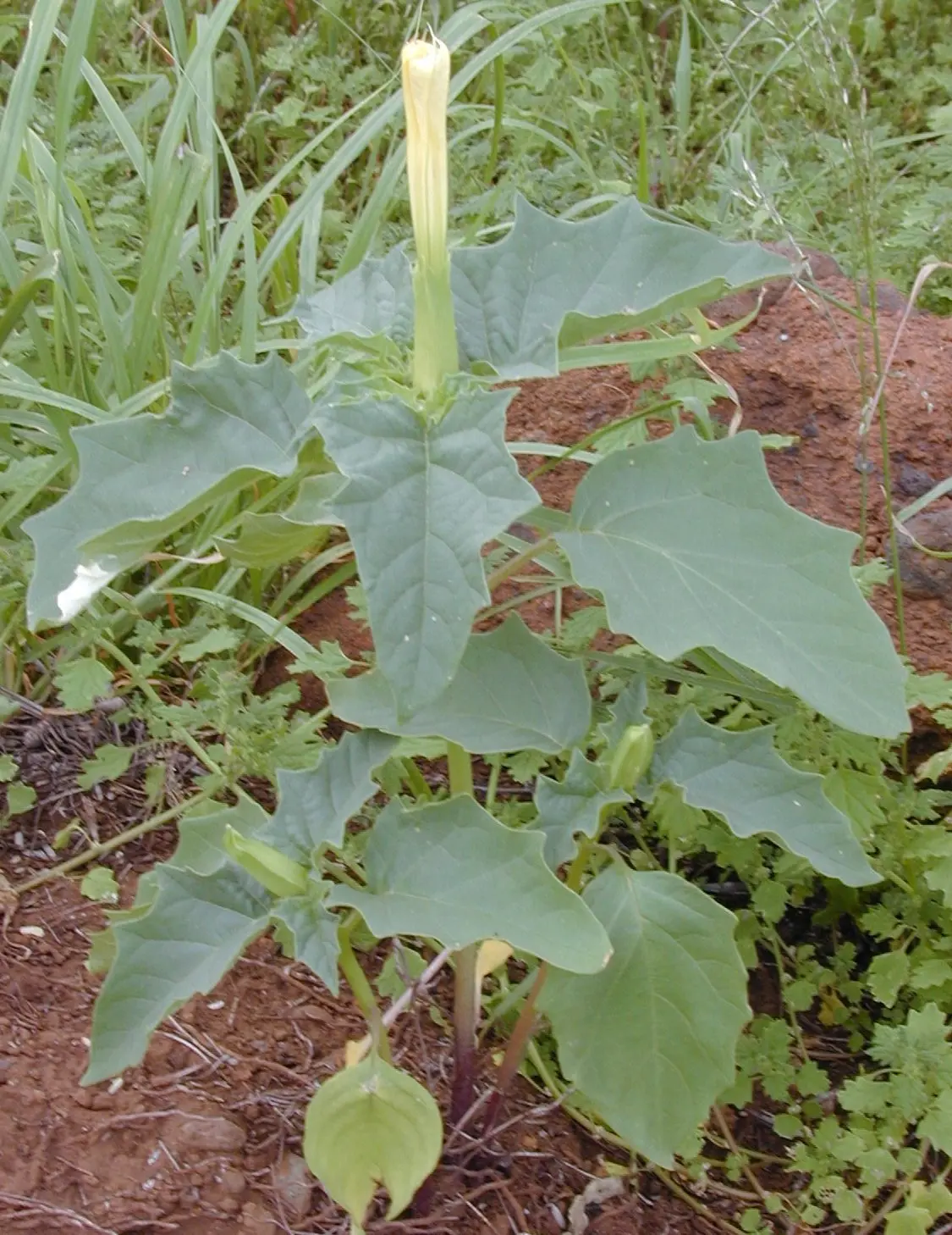 Datura Fiore: Un'elegante pianta ornamentale per il tuo giardino - Dove piantare la datura datura fiore - Dove piantare la datura