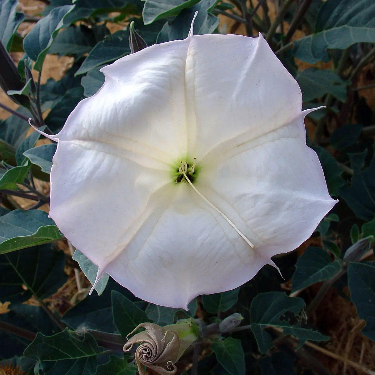 Datura fiore: pianta ornamentale elegante (45 caratteri)