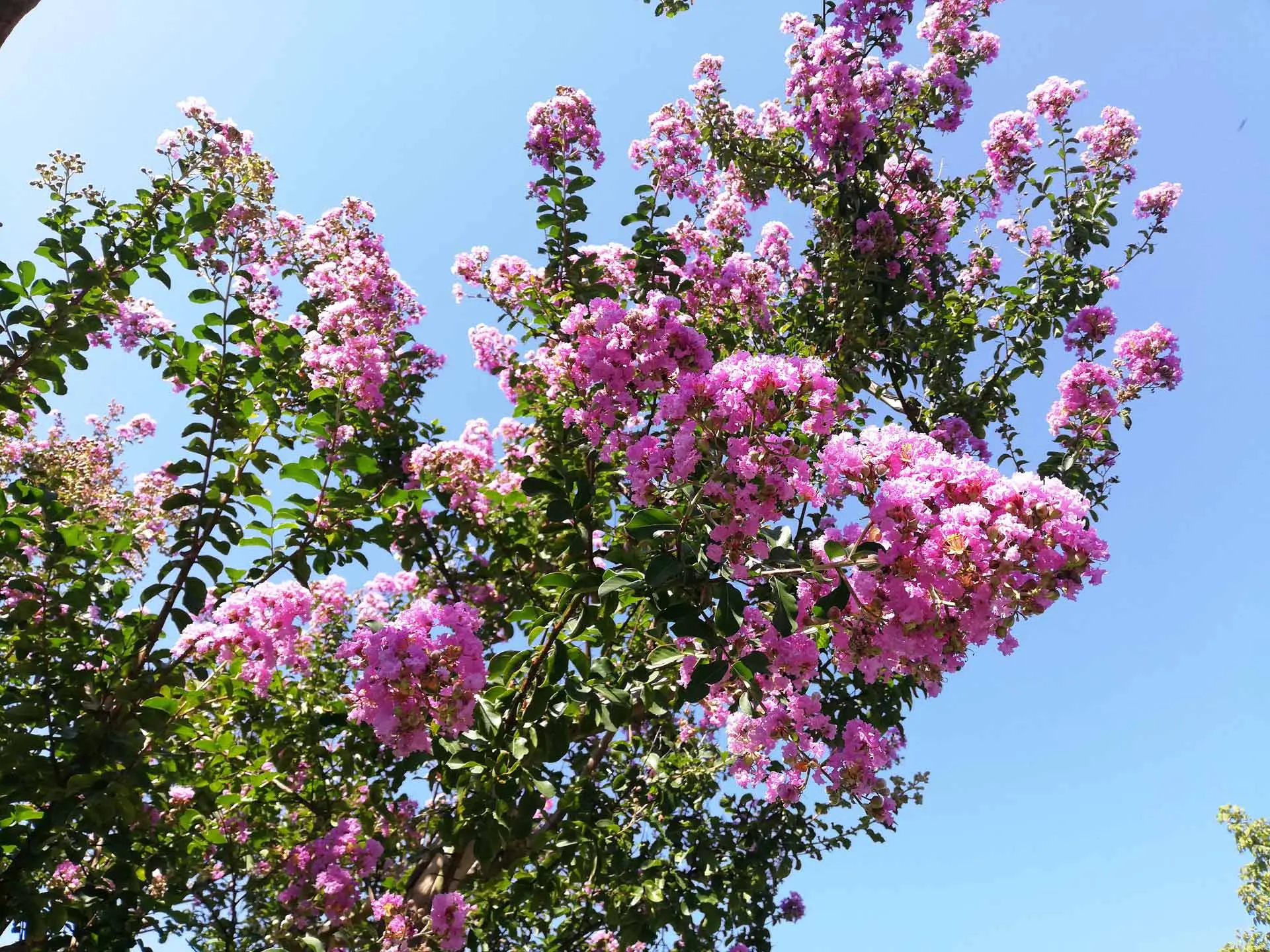 Fiore Lagerstroemia: un albero afmaravilloso per il tuo giardino - Dove piantare la Lagerstroemia fiore lagerstroemia - Dove piantare la Lagerstroemia