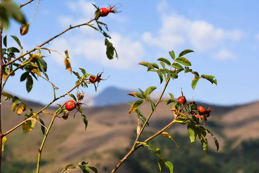Fiore Rosa Canina: Proprietà, Benefici e Utilizzo - Dove piantare la rosa canina fiore rosa canina - Dove piantare la rosa canina