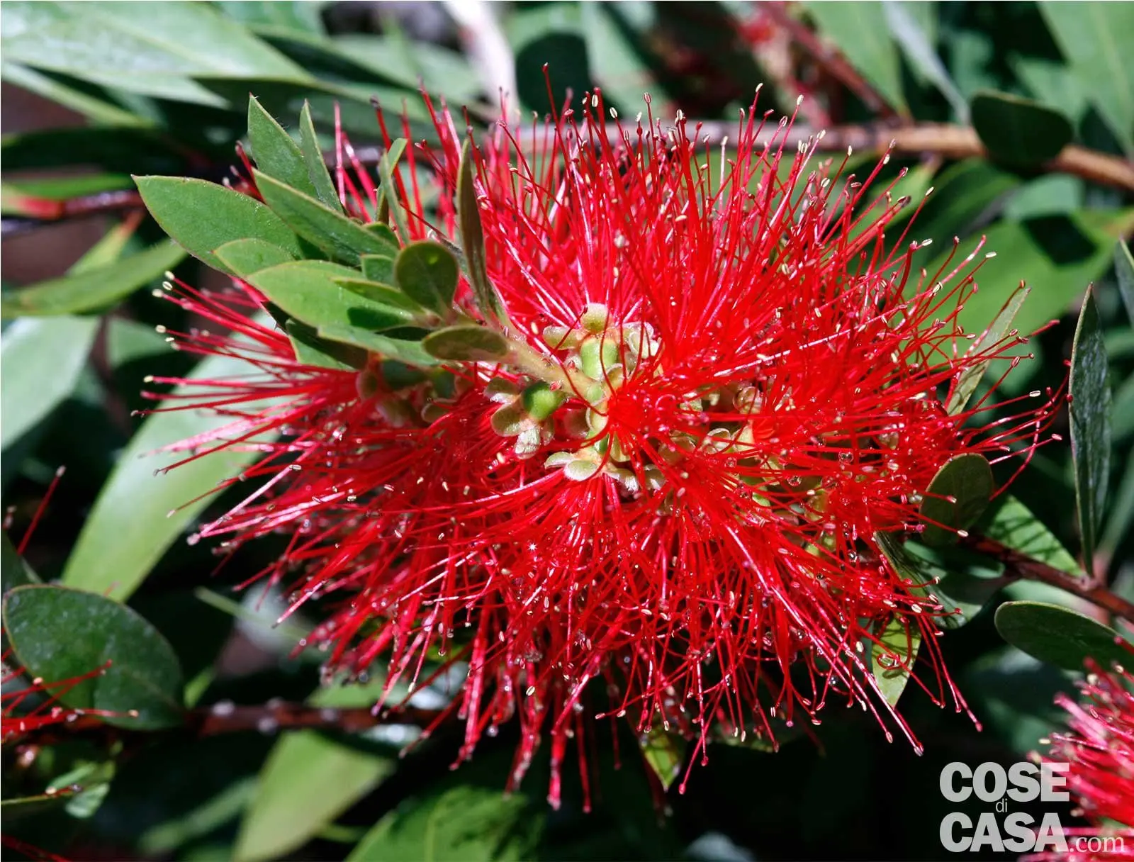 fiore callistemon - Dove posizionare il Callistemon