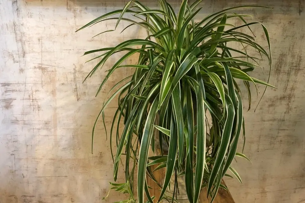 Pianta Ragno Fiori: Una Pianta Decorativa e Depuratrice dell'Aria - Dove posizionare il Falangio pianta ragno fiori - Dove posizionare il Falangio