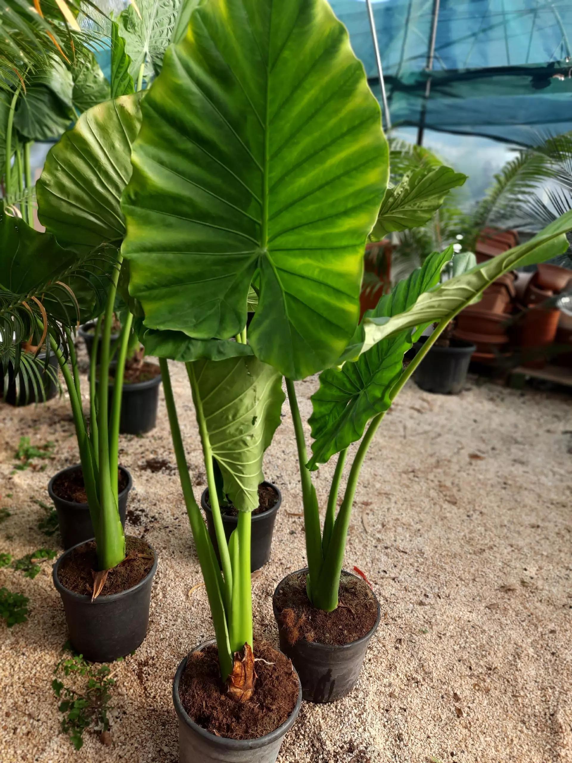Fiore Orecchie di Elefante: Un'aggiunta maestosa al tuo giardino - Dove posizionare l Alocasia fiore orecchie di elefante - Dove posizionare l Alocasia