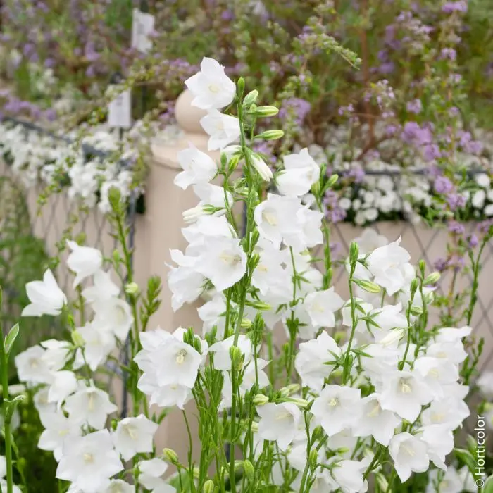 Fiori Bianchi a Campanula: La Bellezza della Natura - Dove posizionare la campanula fiori bianchi a campanula - Dove posizionare la campanula
