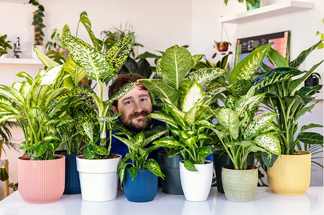 dieffenbachia fiore - Dove posizionare la Dieffenbachia