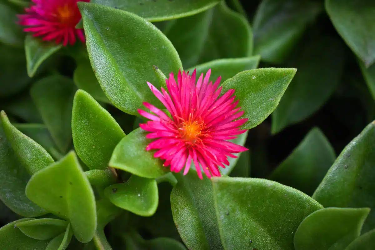 Dove posizionare la pianta di fucsia - Dove posizionare la pianta di fucsia pianta grassa fiore fucsia - Dove posizionare la pianta di fucsia