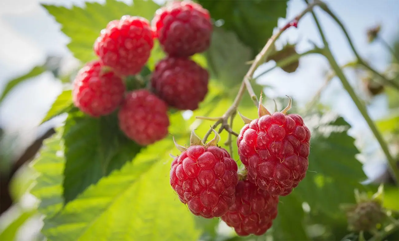 Fiore Lampone: Un Arbusto Rigoglioso con Frutti Gustosi - Dove posizionare la pianta di lampone fiore lampone - Dove posizionare la pianta di lampone