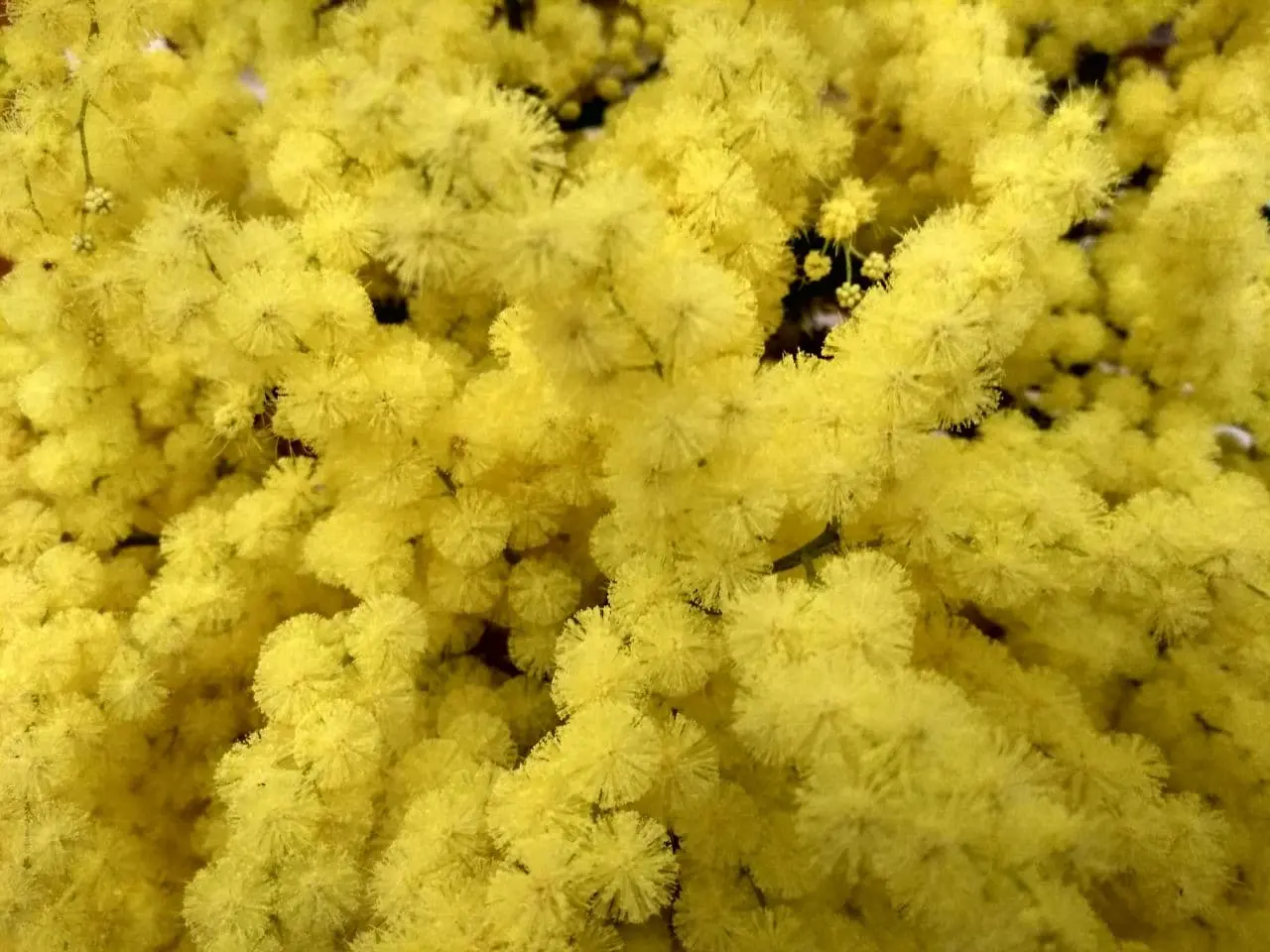mimosa in fiore - Dove posizionare la pianta di mimosa