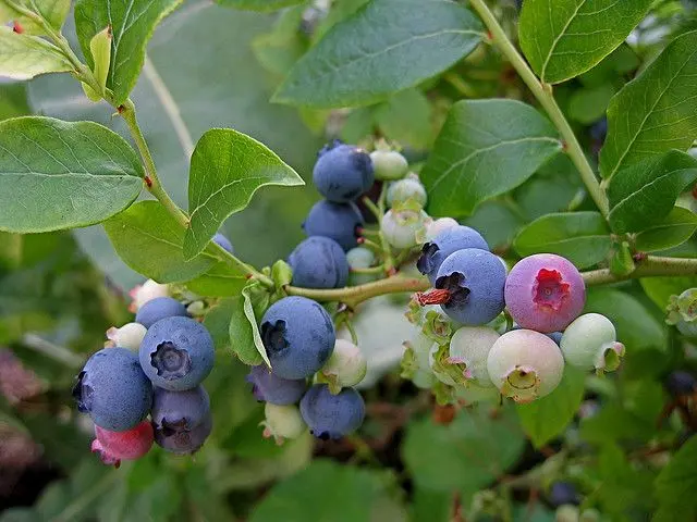 fiori di mirtilli - Dove posizionare la pianta di mirtillo