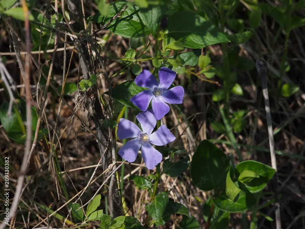 vinca fiore - Dove posizionare la Vinca