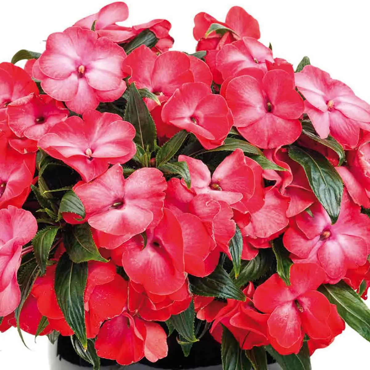 Nuova guinea: una pianta versatile per un giardino colorato