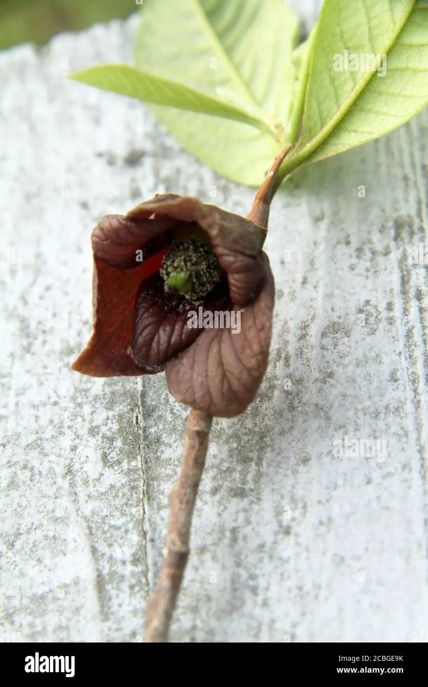 Asimina Triloba Fiore: un frutto esotico dal gusto unico - Dove posso acquistare asimina Triloba asimina triloba fiore - Dove posso acquistare asimina Triloba
