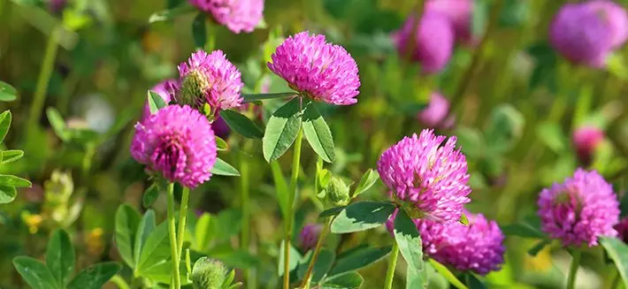 Fiori di trifoglio: dove trovarli e come utilizzarli - Dove posso trovare il trifoglio fiori di trifoglio - Dove posso trovare il trifoglio