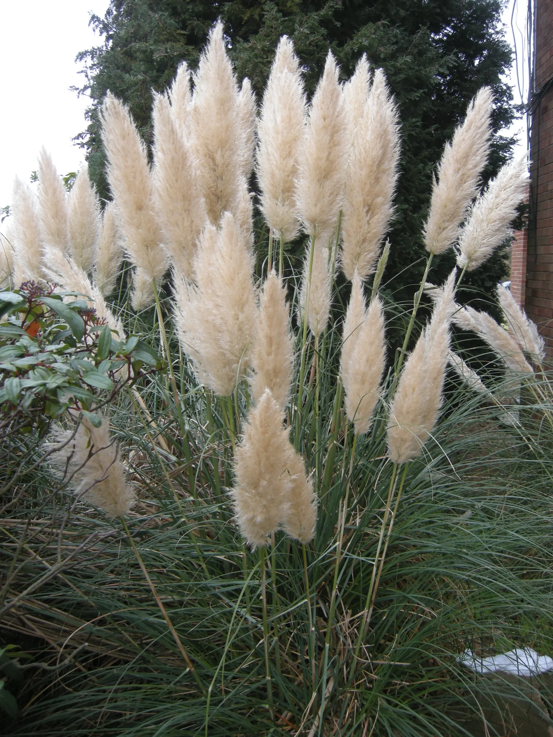 Fiori della Pampas: la bellezza selvaggia delle pampas argentine - Dove posso trovare le Pampas fiori della pampas - Dove posso trovare le Pampas