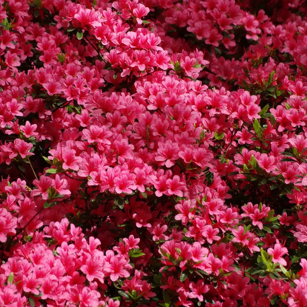 zalea fiori - Dove si deve mettere l'azalea