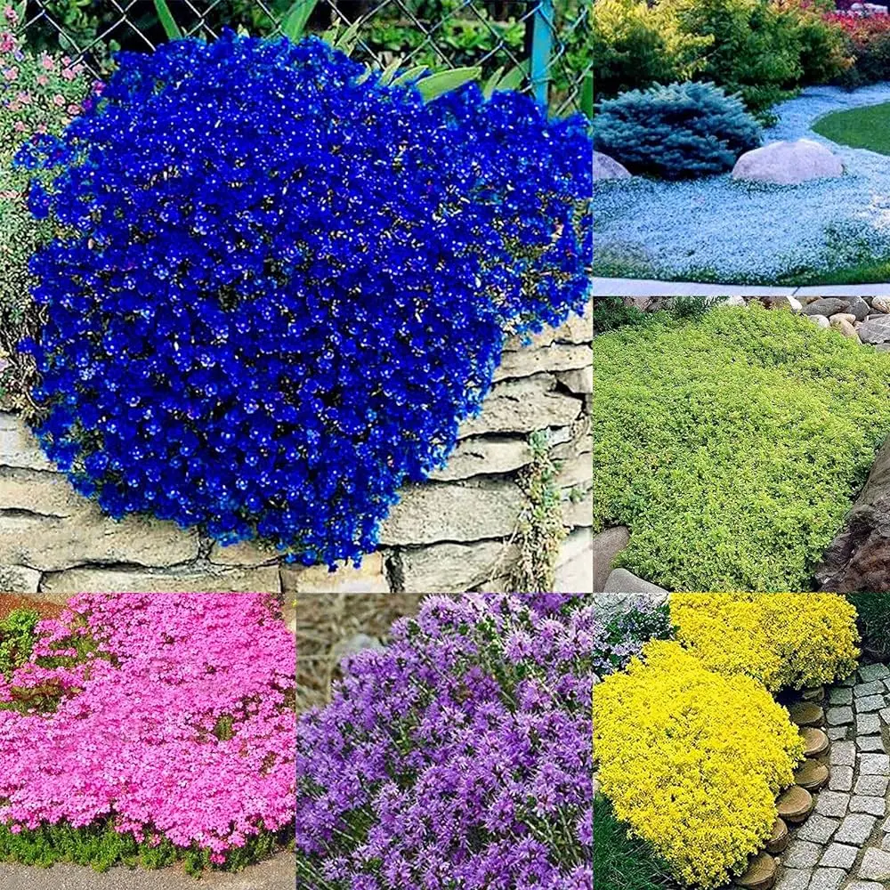 crescione pianta fiori - Dove si mette il crescione