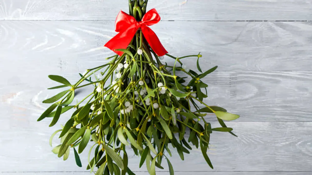 Vischio fiore: una pianta simbolo del Natale - Dove si mette il vischio in casa vischio fiore - Dove si mette il vischio in casa