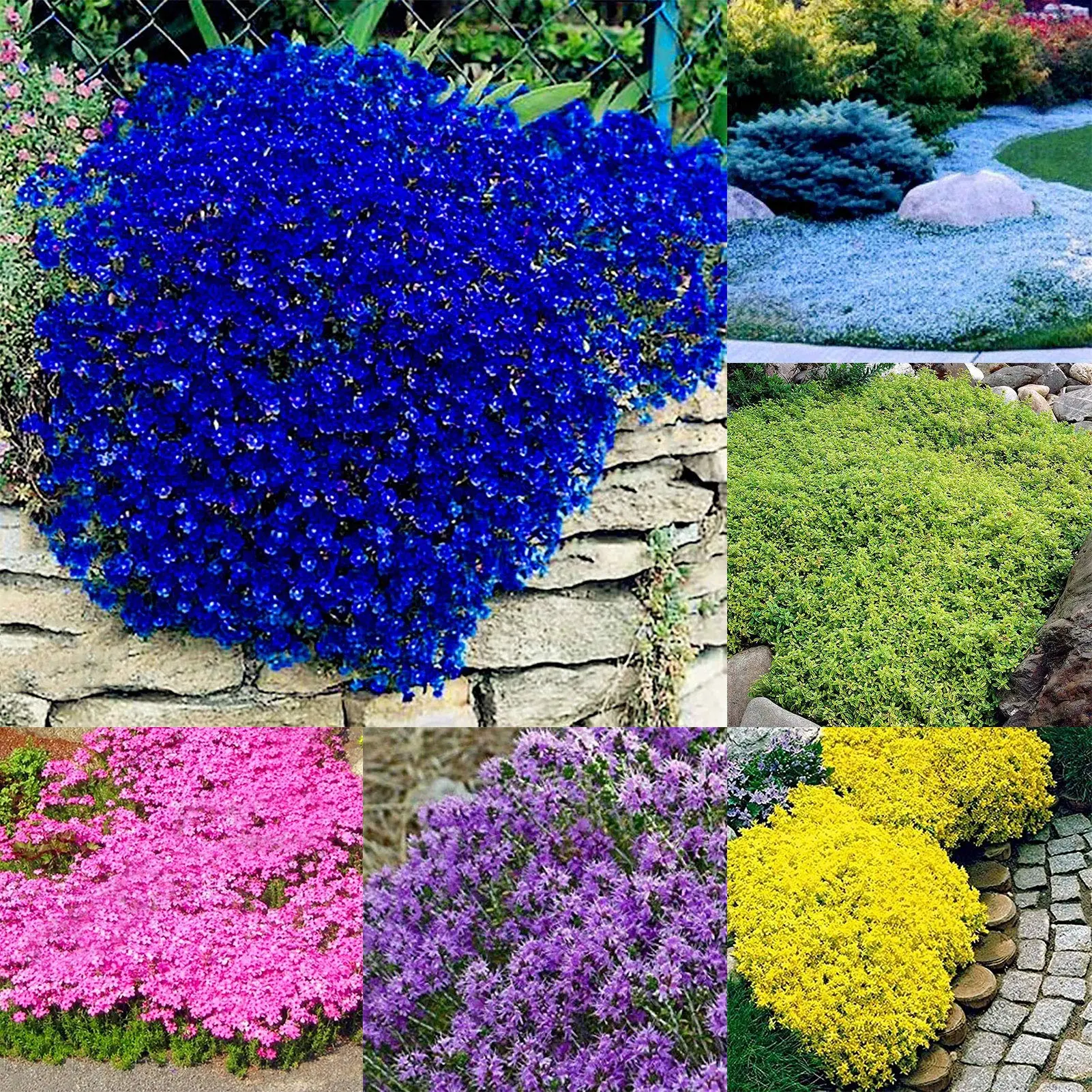 Fiori di Crescione: Il Gustoso Erbaceo Acquatico - Dove si pianta il crescione fiori di crescione - Dove si pianta il crescione