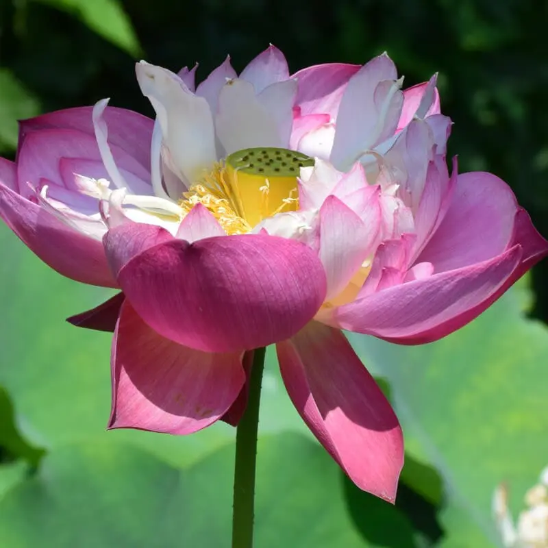 Dove si possono trovare i fiori di loto? - Dove si possono trovare i fiori di loto fiore di loto prezzo - Dove si possono trovare i fiori di loto