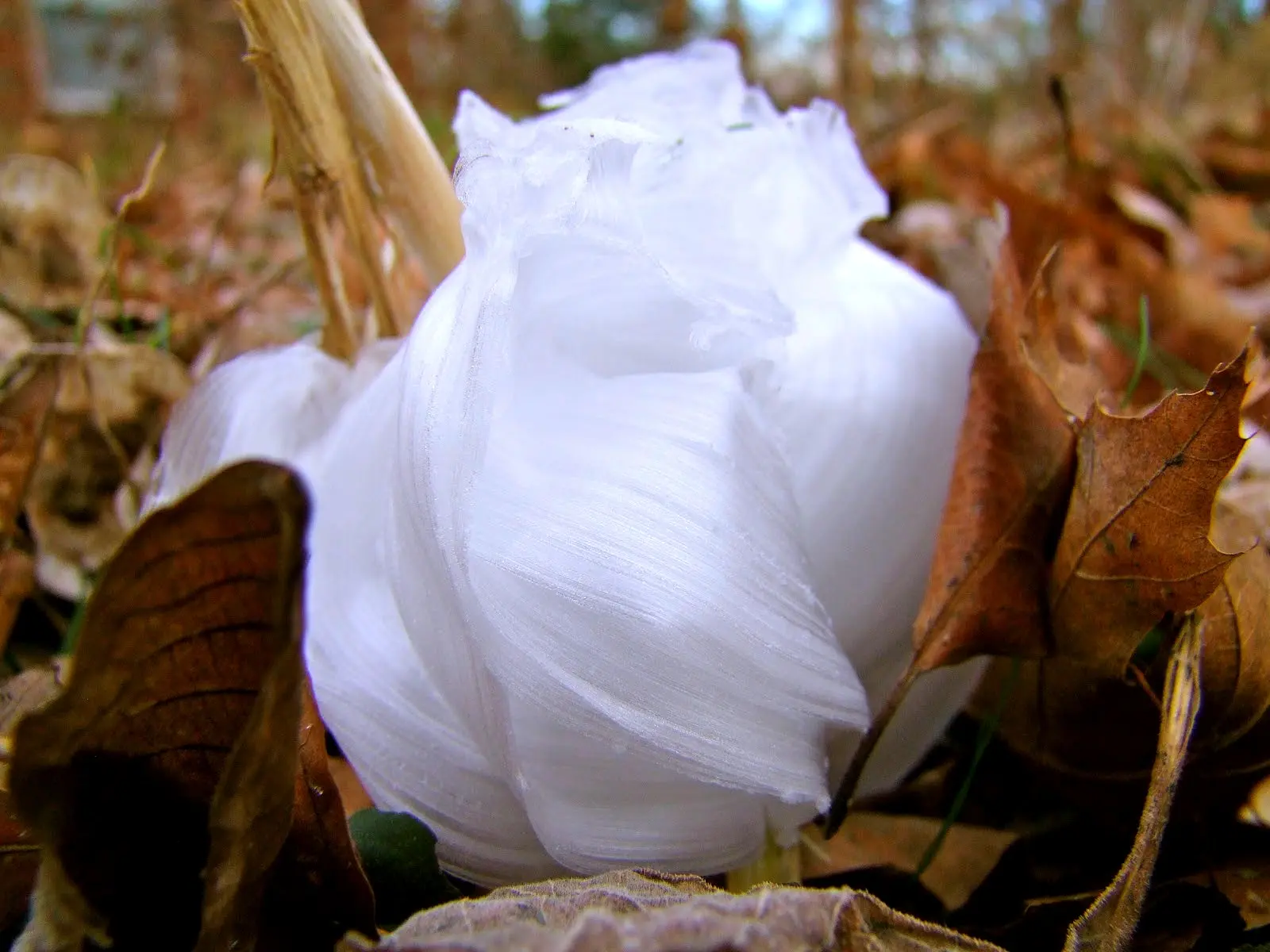 Fior Di Ghiaccio: Un Vino Erbaluce di Caluso da Provare - Dove si produce il vino Erbaluce fior di ghiaccio - Dove si produce il vino Erbaluce